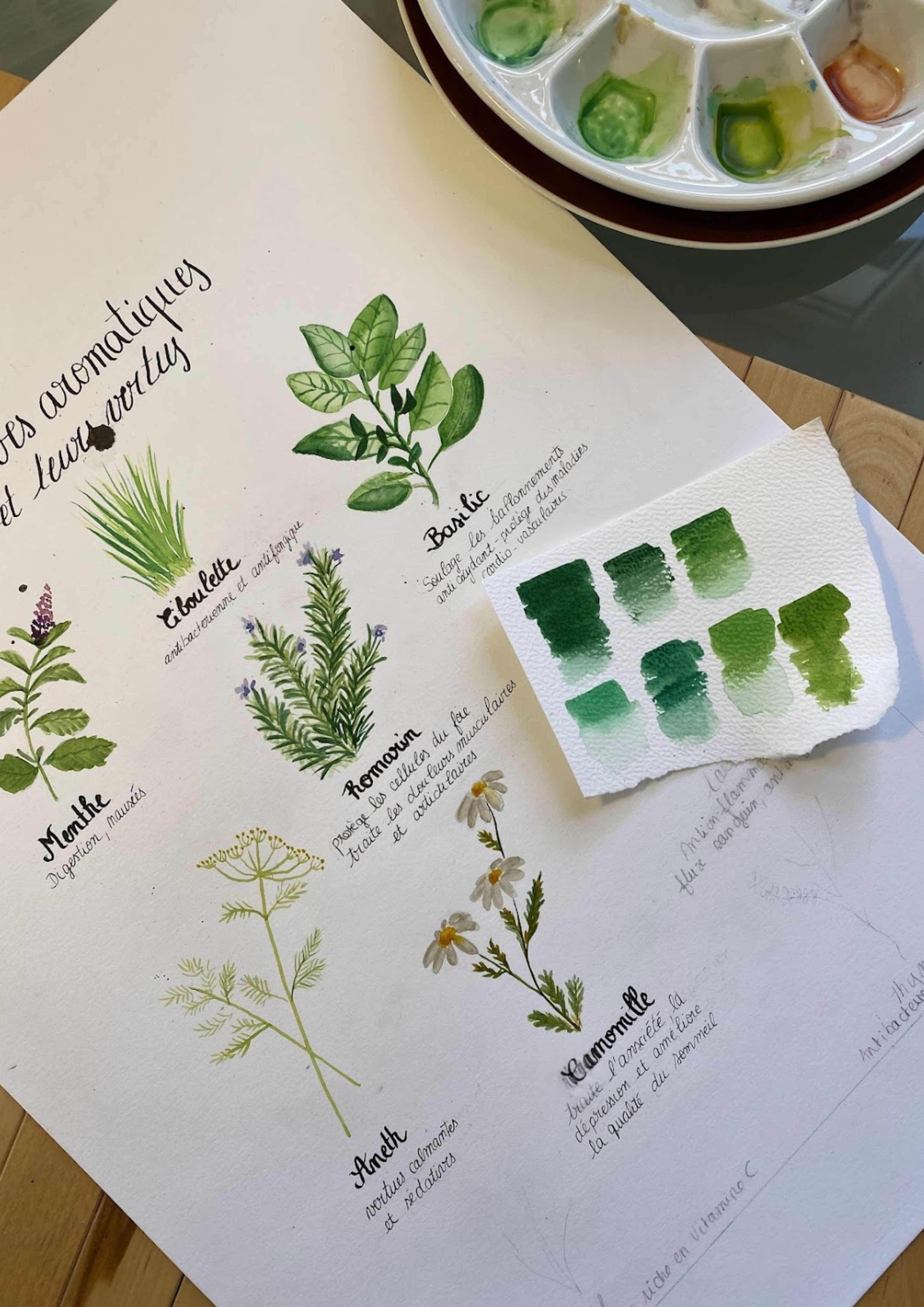 Mes herbes aromatiques